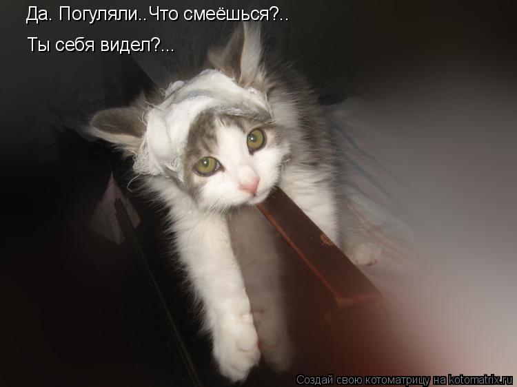 Да. Погуляли..Что смеёшься?.. Ты себя видел?...... Котоматрица: Да. Погуляли..Что смеёшься?.. Ты себя видел?...