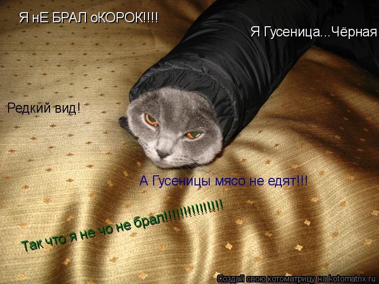 Я нЕ БРАЛ оКОРОК!!!! Я Гусеница...Чёрная Редкий вид! А Гусеницы мясо не едят!!! Так что я не чо не бр... Котоматрица: Я нЕ БРАЛ оКОРОК!!!! Я Гусеница...Чёрная Редкий вид! А Гусеницы мясо не едят!!! Так что я не чо не брал!!!!!!!!!!!!!!!
