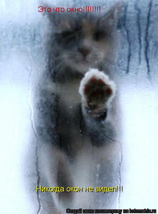 Это что окно!!!!!!!! Никогда окон не видел!!!... Котоматрица: Это что окно!!!!!!!! Никогда окон не видел!!!