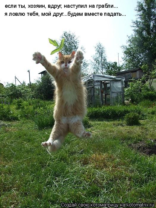 Котоматрица: если ты, хозяин, вдруг, наступил на грабли... я ловлю тебя, мой друг...будем вместе падать...