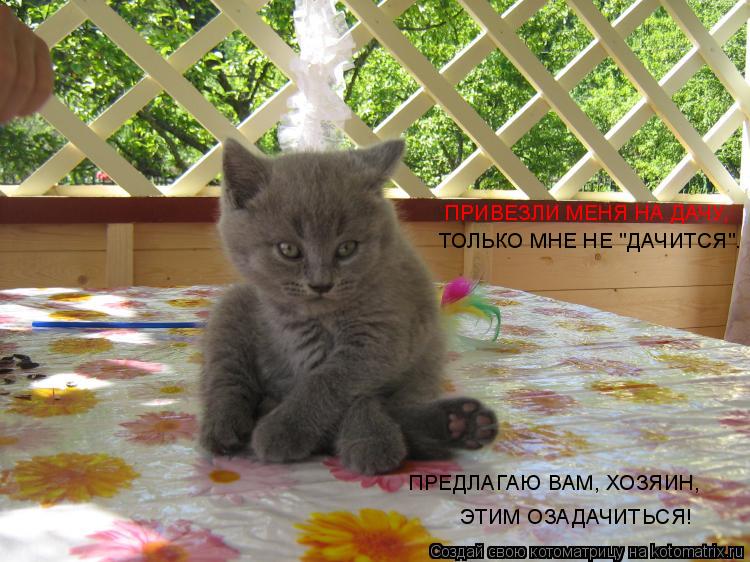 Котоматрица: ПРИВЕЗЛИ МЕНЯ НА ДАЧУ,  ТОЛЬКО МНЕ НЕ "ДАЧИТСЯ". ПРЕДЛАГАЮ ВАМ, ХОЗЯИН,  ЭТИМ ОЗАДАЧИТЬСЯ!