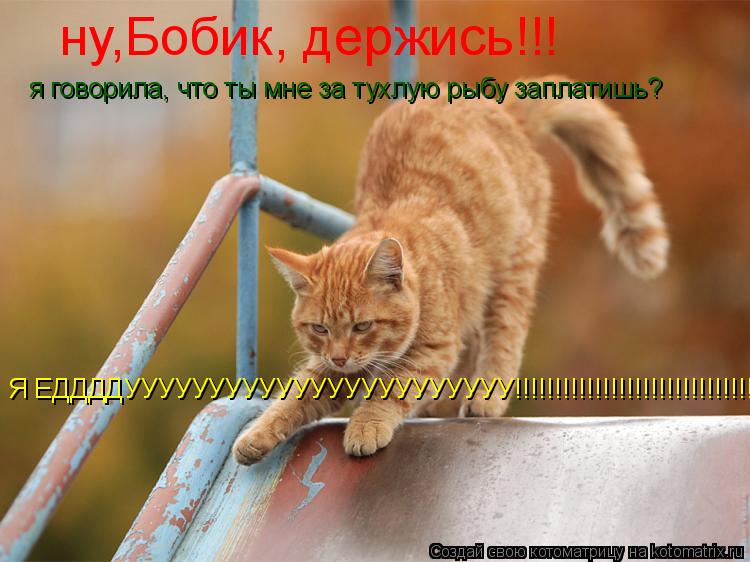 ну,Бобик, держись!!! Я ЕДДДДУУУУУУУУУУУУУУУУУУУУУУУ!!!!!!!!!!!!!!!!!!!!!!!!!!!!!!!!! я говорила, что... Котоматрица: ну,Бобик, держись!!! Я ЕДДДДУУУУУУУУУУУУУУУУУУУУУУУ!!!!!!!!!!!!!!!!!!!!!!!!!!!!!!!!! я говорила, что ты мне за тухлую рыбу заплатишь?
