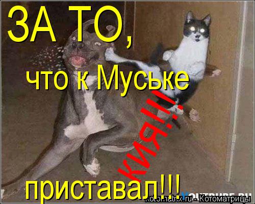 кия!!! ЗА ТО, что к Муське приставал!!!... Котоматрица: кия!!! ЗА ТО, что к Муське приставал!!!