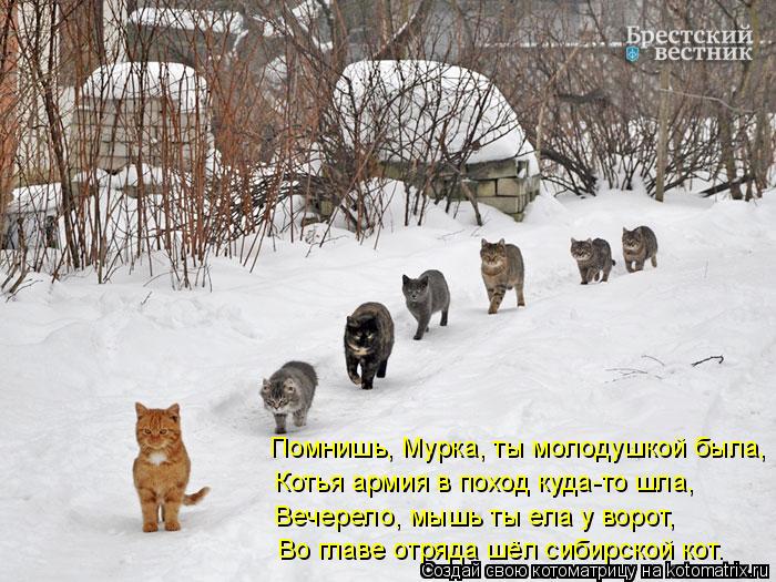 Помнишь, Мурка, ты молодушкой была, Котья армия в поход куда-то шла, Вечерело, мышь ты ела у ворот, В... Котоматрица: Помнишь, Мурка, ты молодушкой была, Котья армия в поход куда-то шла, Вечерело, мышь ты ела у ворот, Во главе отряда шёл сибирской кот.
