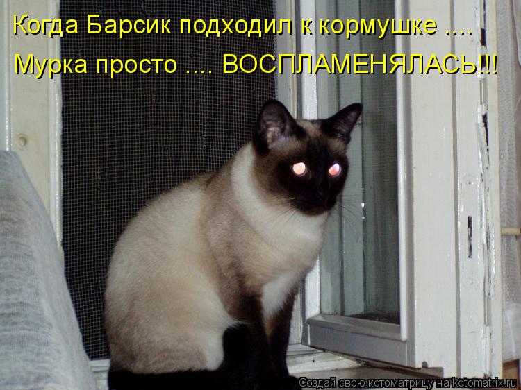 Когда Барсик подходил к кормушке .... Мурка просто .... ВОСПЛАМЕНЯЛАСЬ!!!... Котоматрица: Когда Барсик подходил к кормушке .... Мурка просто .... ВОСПЛАМЕНЯЛАСЬ!!!