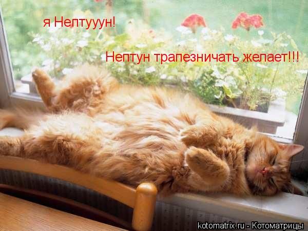 я Нептууун! Нептун трапезничать желает!!!... Котоматрица: я Нептууун! Нептун трапезничать желает!!!