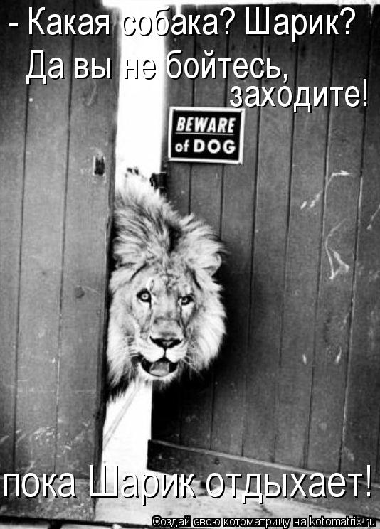 - Какая собака? Шарик? Да вы не бойтесь, заходите! пока Шарик отдыхает!... Котоматрица: - Какая собака? Шарик? Да вы не бойтесь, заходите! пока Шарик отдыхает!