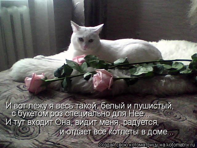 И вот лежу я весь такой, белый и пушистый, с букетом роз специально для Нее... И тут входит Она, види... Котоматрица: И вот лежу я весь такой, белый и пушистый, с букетом роз специально для Нее... И тут входит Она, видит меня, радуется, и отдает все котлеты в дом