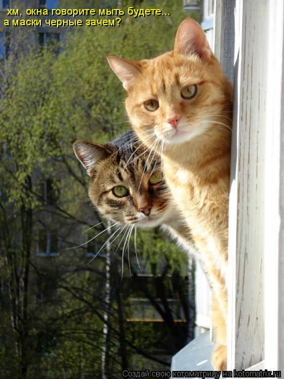 хм, окна говорите мыть будете... а маски черные зачем?... Котоматрица: хм, окна говорите мыть будете... а маски черные зачем?