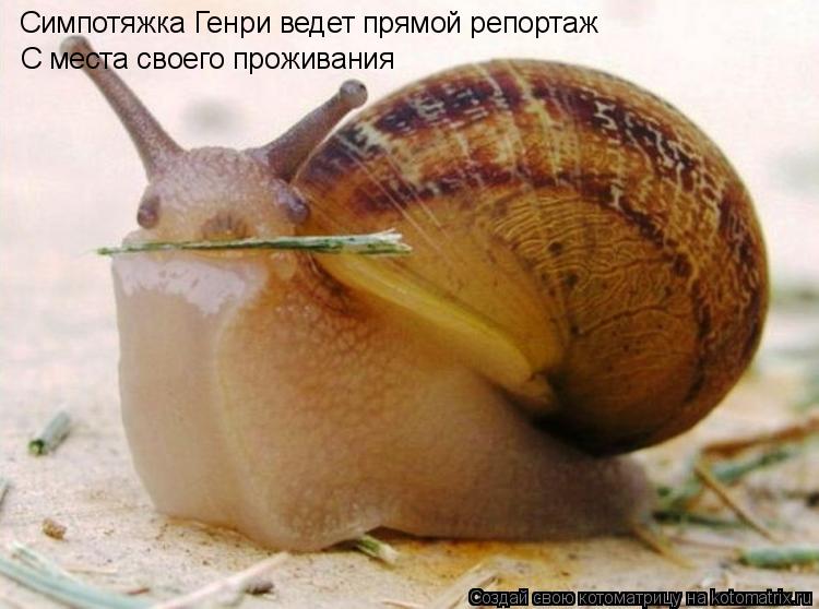 Симпотяжка Генри ведет прямой репортаж С места своего проживания... Котоматрица: Симпотяжка Генри ведет прямой репортаж С места своего проживания