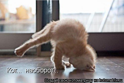 Котоматрица: Кот...  наоборот...