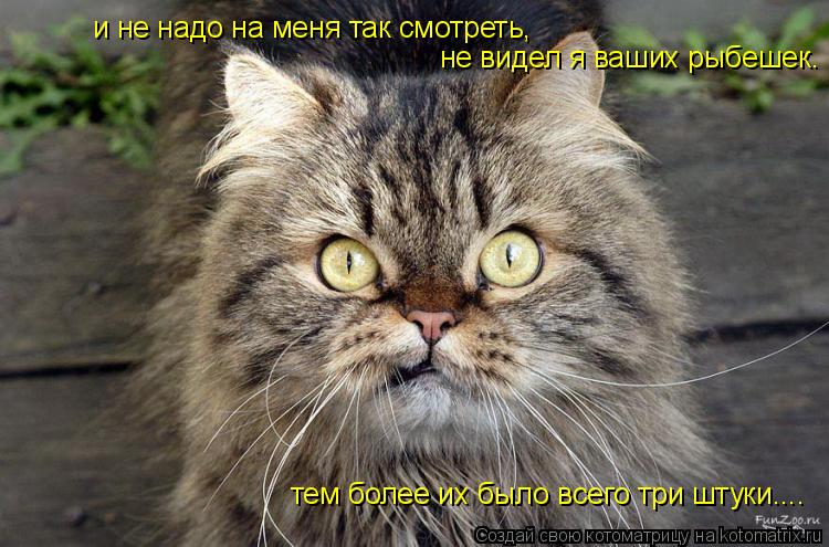 Котоматрица: и не надо на меня так смотреть, не видел я ваших рыбешек. тем более их было всего три штуки....