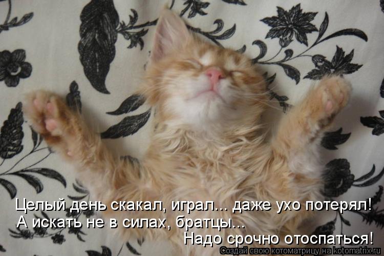 Целый день скакал, играл... даже ухо потерял! А искать не в силах, братцы... Надо срочно отоспаться!... Котоматрица: Целый день скакал, играл... даже ухо потерял! А искать не в силах, братцы... Надо срочно отоспаться!