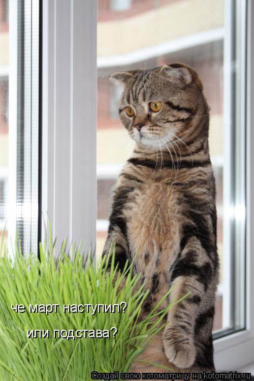 че март наступил? или подстава?... Котоматрица: че март наступил? или подстава?