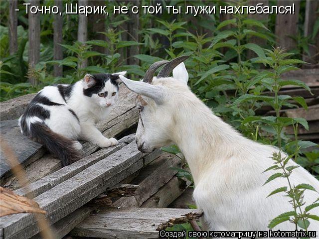- Точно, Шарик, не с той ты лужи нахлебался!... Котоматрица: - Точно, Шарик, не с той ты лужи нахлебался!