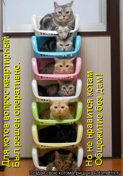 Котоматрица: Для котов вопрос квартирный Был решен оперативно. Но не нравится котам Общежитие без дам!