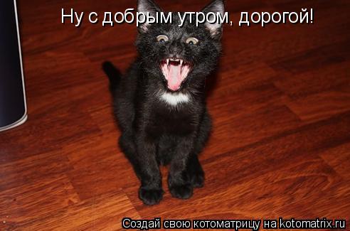 Котоматрица: Ну с добрым утром, дорогой!