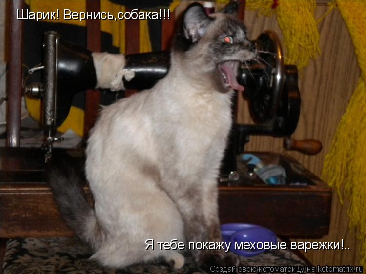 Шарик! Вернись,собака!!! Я тебе покажу меховые варежки!..... Котоматрица: Шарик! Вернись,собака!!! Я тебе покажу меховые варежки!..
