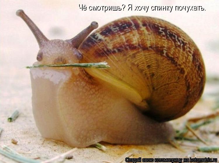 Котоматрица: Чё смотришь? Я хочу спинку почухать.
