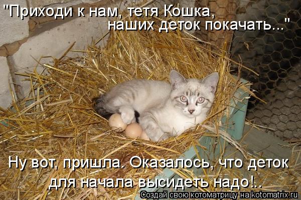 Котоматрица: "Приходи к нам, тетя Кошка,  наших деток покачать..." Ну вот, пришла. Оказалось, что деток для начала высидеть надо!..
