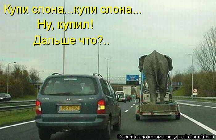 Купи слона...купи слона... Ну, купил! Дальше что?..... Котоматрица: Купи слона...купи слона... Ну, купил! Дальше что?..