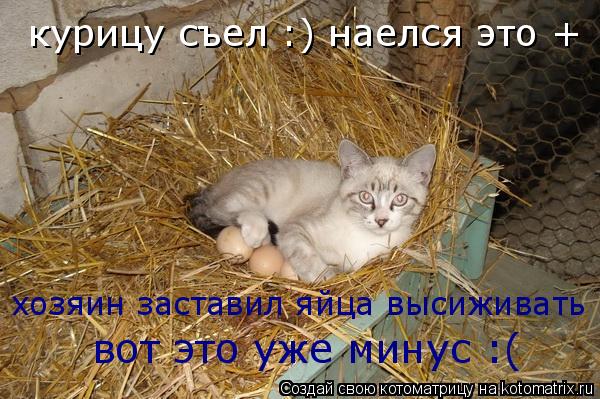 курицу съел :) наелся это + хозяин заставил яйца высиживать вот это уже минус :(... Котоматрица: курицу съел :) наелся это + хозяин заставил яйца высиживать вот это уже минус :(