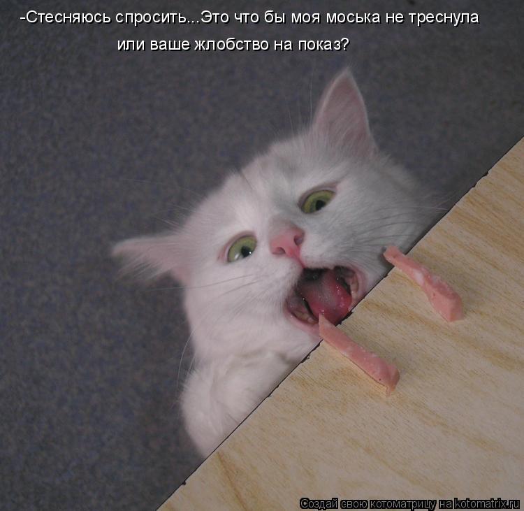 Котоматрица: -Стесняюсь спросить...Это что бы моя моська не треснула  или ваше жлобство на показ?