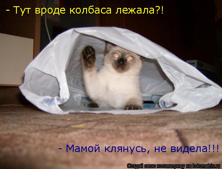 - Тут вроде колбаса лежала?! - Мамой клянусь, не видела!!!... Котоматрица: - Тут вроде колбаса лежала?! - Мамой клянусь, не видела!!!