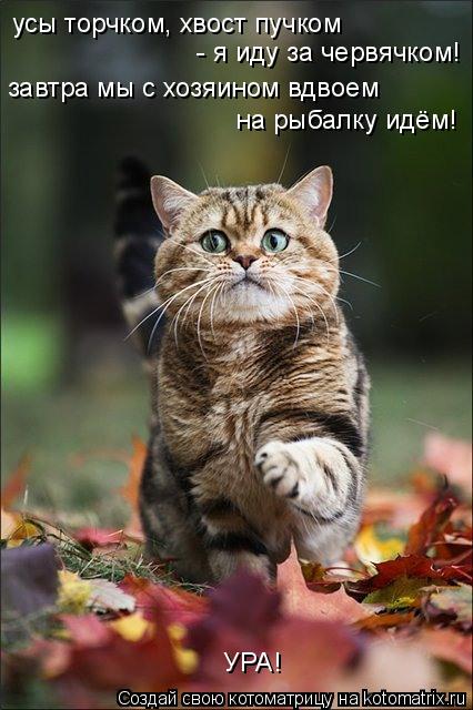 Котоматрица: усы торчком, хвост пучком  - я иду за червячком! завтра мы с хозяином вдвоем на рыбалку идём! УРА!