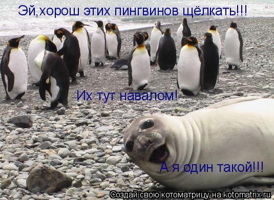 Эй,хорош этих пингвинов щёлкать!!! Их тут навалом! А я один такой!!!... Котоматрица: Эй,хорош этих пингвинов щёлкать!!! Их тут навалом! А я один такой!!!