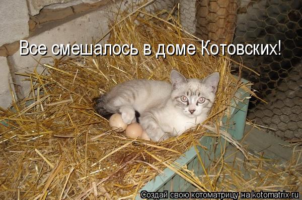 Все смешалось в доме Котовских!... Котоматрица: Все смешалось в доме Котовских!