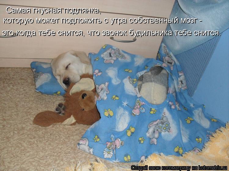 Самая гнусная подлянка, которую может подложить с утра собственный мозг - это когда тебе снится, чт... Котоматрица: Самая гнусная подлянка, которую может подложить с утра собственный мозг - это когда тебе снится, что звонок будильника тебе снится.