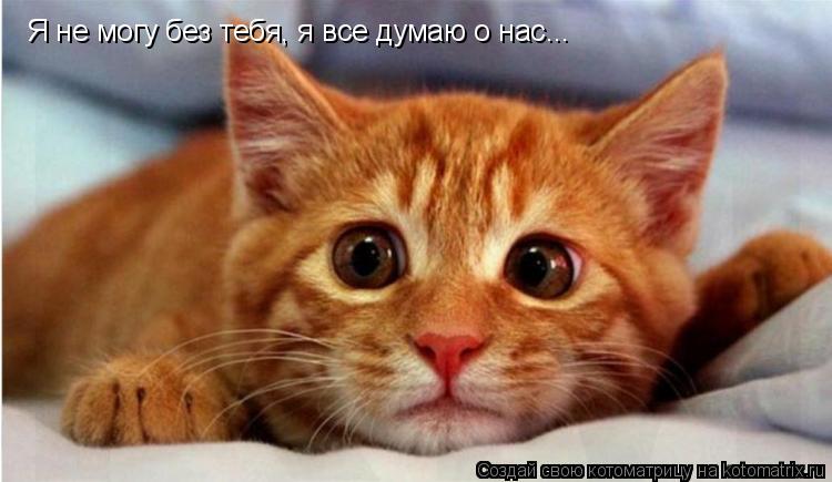 Котоматрица: Я не могу без тебя, я все думаю о нас...