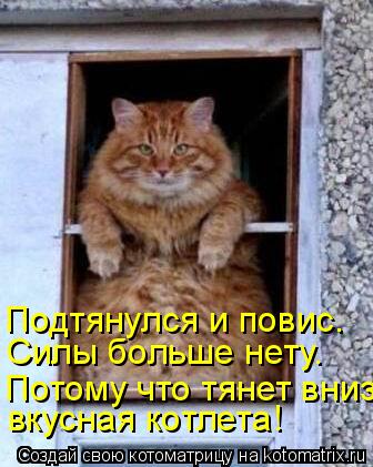 Котоматрица: Силы больше нету. вкусная котлета! Потому что тянет вниз Подтянулся и повис.