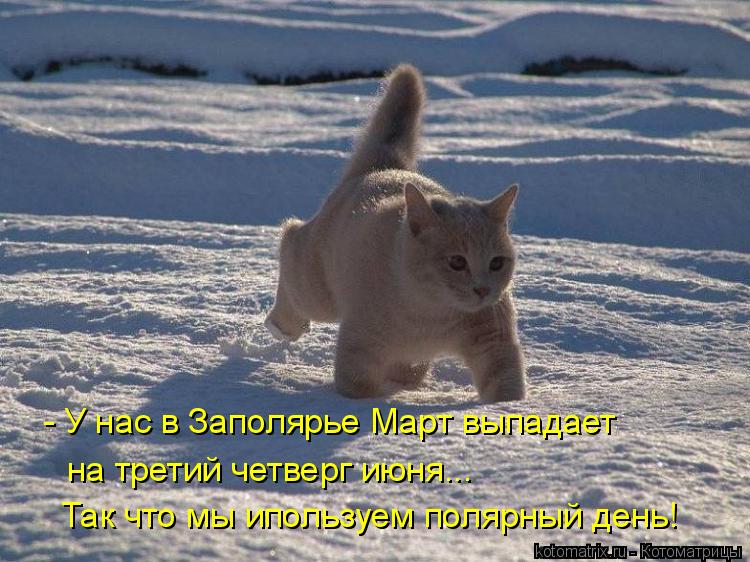 Котоматрица: - У нас в Заполярье Март выпадает на третий четверг июня... Так что мы ипользуем полярный день!