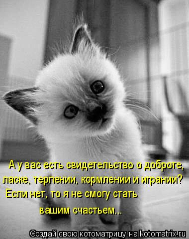 Котоматрица: ласке, терпении, кормлении и игрании?  Если нет, то я не смогу стать  вашим счастьем... А у вас есть свидетельство о доброте,