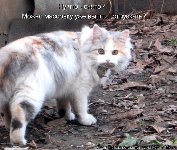 Можно массовку уже выпл ... отпускать? Ну что - снято?... Котоматрица: Можно массовку уже выпл ... отпускать? Ну что - снято?