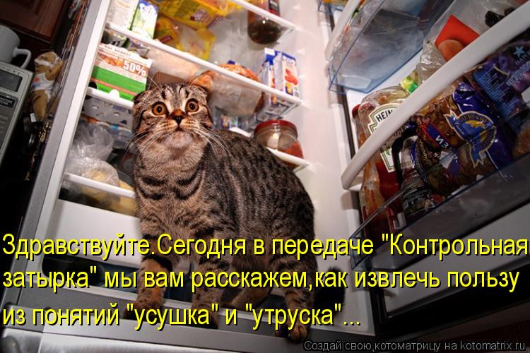 Здравствуйте.Сегодня в передаче "Контрольная затырка" мы вам расскажем,как извлечь пользу из поняти... Котоматрица: Здравствуйте.Сегодня в передаче "Контрольная затырка" мы вам расскажем,как извлечь пользу из понятий "усушка" и "утруска"...