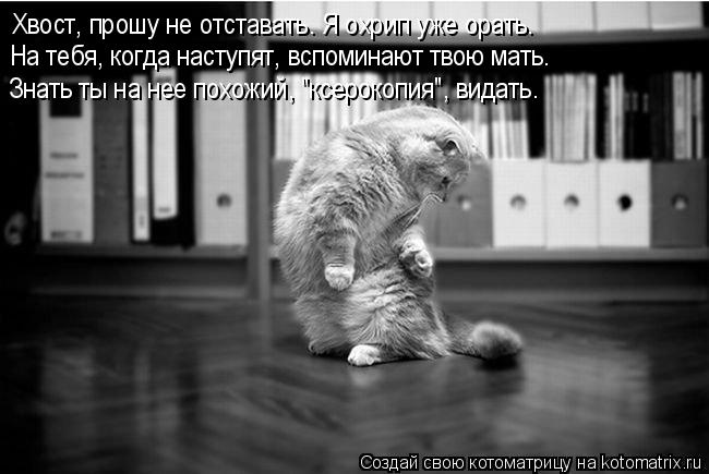 Котоматрица: Хвост, прошу не отставать. Я охрип уже орать. На тебя, когда наступят, вспоминают твою мать. Знать ты на нее похожий, "ксерокопия", видать.