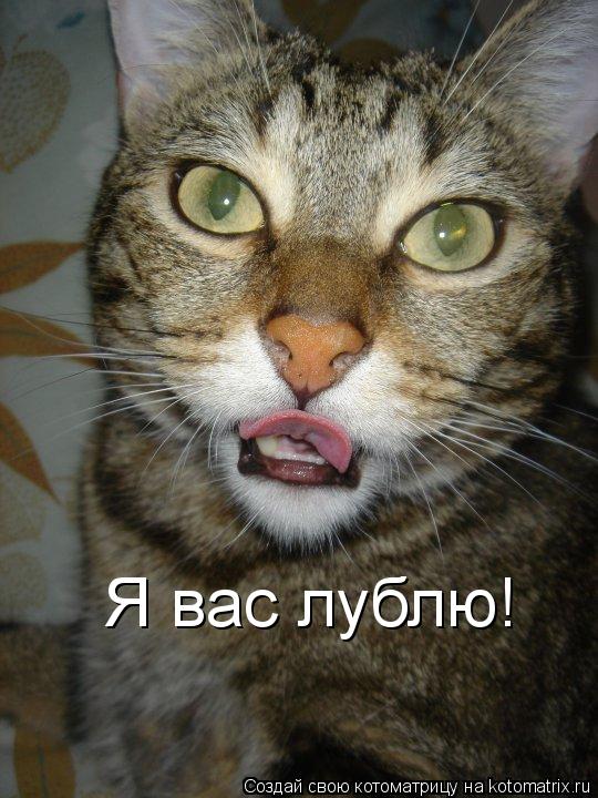 Я вас лублю!... Котоматрица: Я вас лублю!