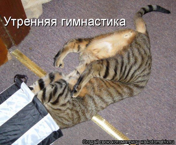 Утренняя гимнастика... Котоматрица: Утренняя гимнастика
