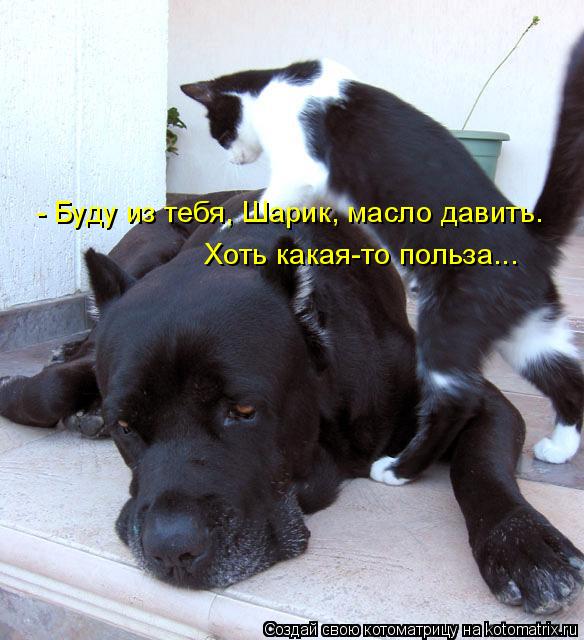 - Буду из тебя, Шарик, масло давить. Хоть какая-то польза...... Котоматрица: - Буду из тебя, Шарик, масло давить. Хоть какая-то польза...