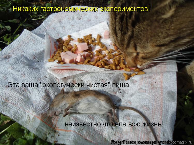 Никаких гастрономических экспериментов! Эта ваша "экологически чистая" пища неизвестно что ела всю... Котоматрица: Никаких гастрономических экспериментов! Эта ваша "экологически чистая" пища неизвестно что ела всю жизнь!