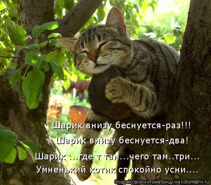 Котоматрица: Шарик внизу беснуется-раз!!! Шарик ...где т там...чего там..три... Умненький котик спокойно усни.... Шарик внизу беснуется-два!