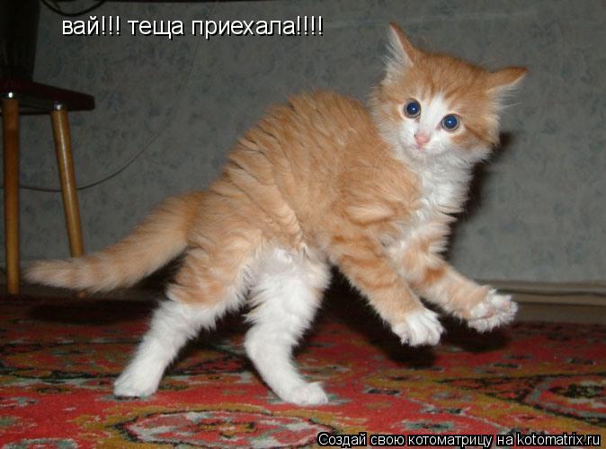 вай!!! теща приехала!!!!... Котоматрица: вай!!! теща приехала!!!!