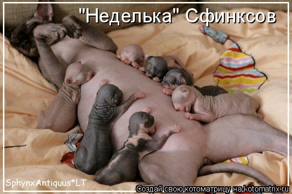 "Неделька" Сфинксов... Котоматрица: "Неделька" Сфинксов