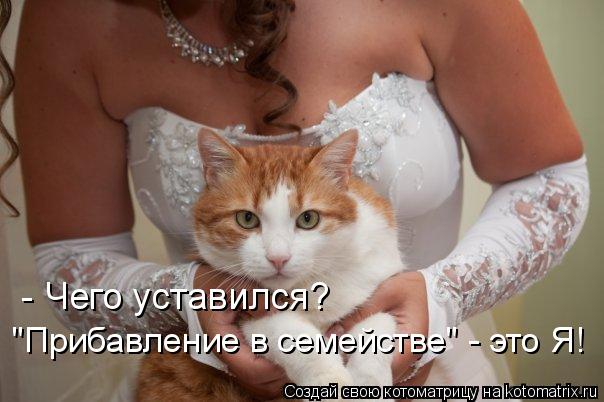 Котоматрица: - Чего уставился? "Прибавление в семействе" - это Я!