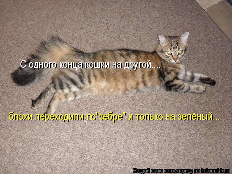 Котоматрица: блохи переходили по"зебре" и только на зелёный... С одного конца кошки на другой....