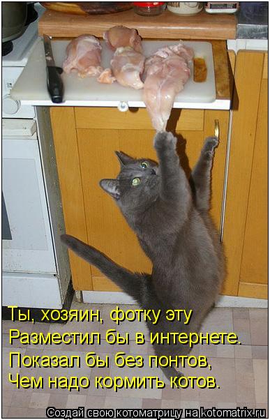 Котоматрица: Ты, хозяин, фотку эту Разместил бы в интернете. Показал бы без понтов, Чем надо кормить котов.