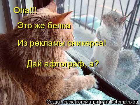 Опа!!! Это же белка Из рекламы сникерса! Дай афтограф, а?... Котоматрица: Опа!!! Это же белка Из рекламы сникерса! Дай афтограф, а?